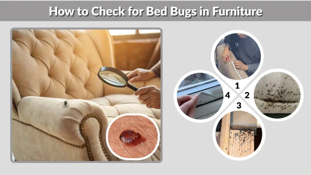 How to Check for Bed Bugs in Furniture