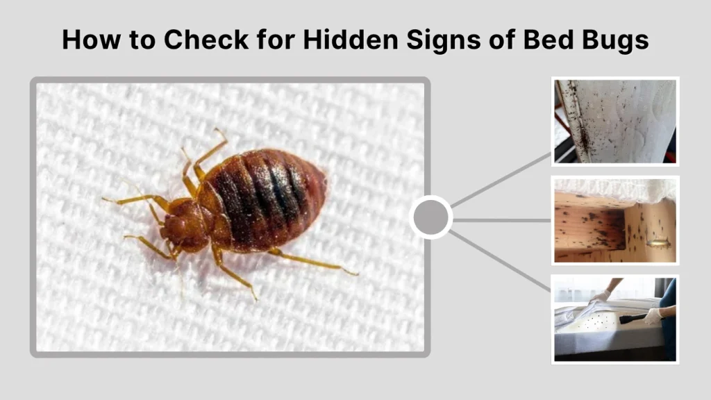 How to Check for Hidden Signs of Bed Bugs