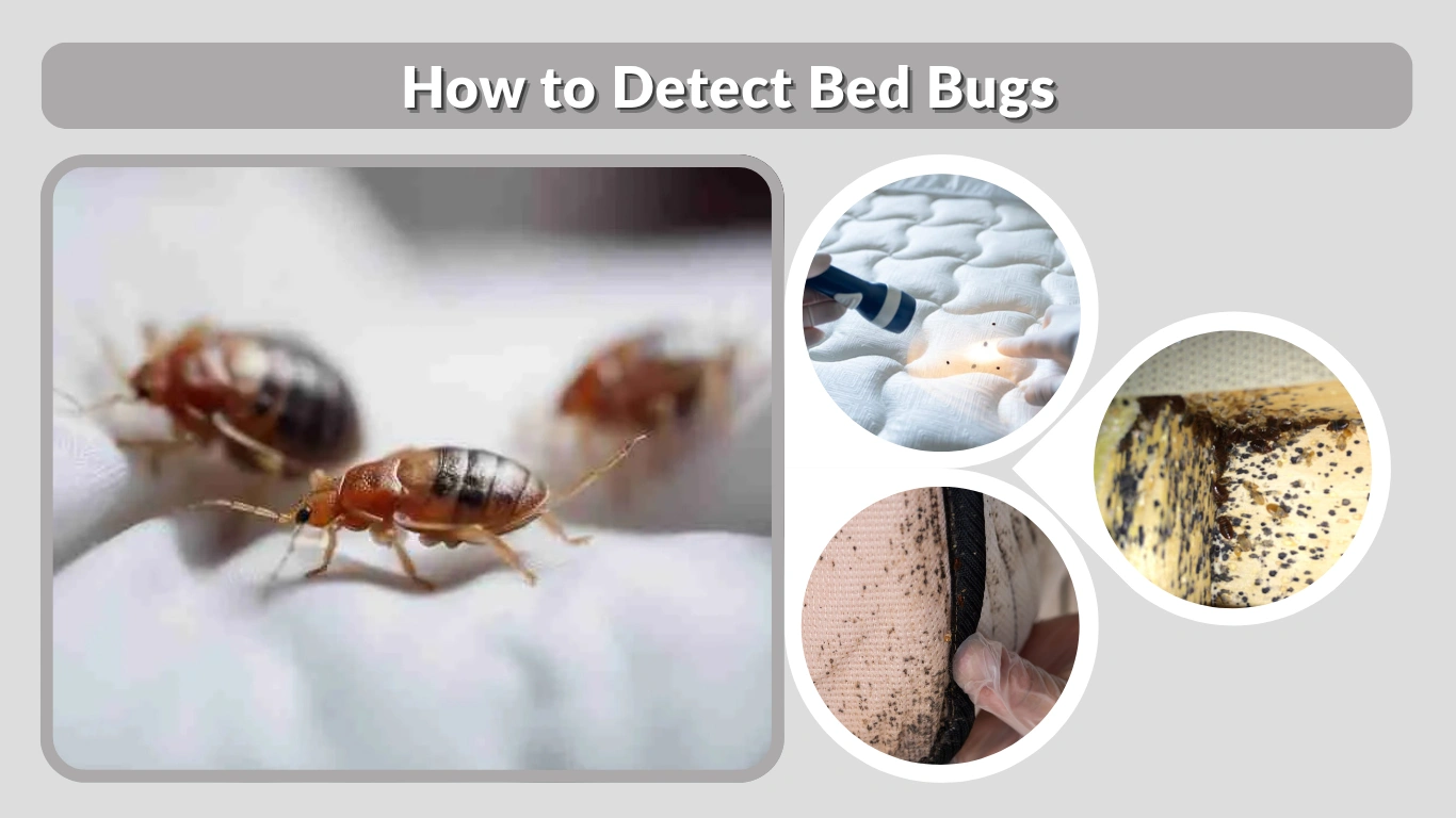 How to Detect Bed Bugs Early Signs & Inspection Methods