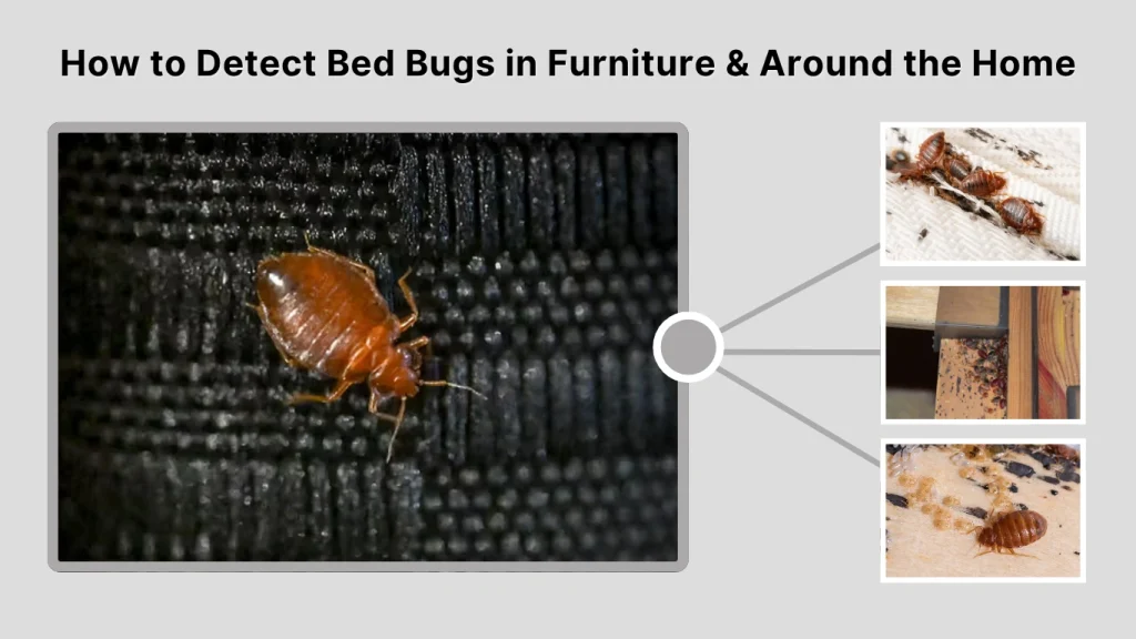 How to Detect Bed Bugs in Furniture & Around the Home