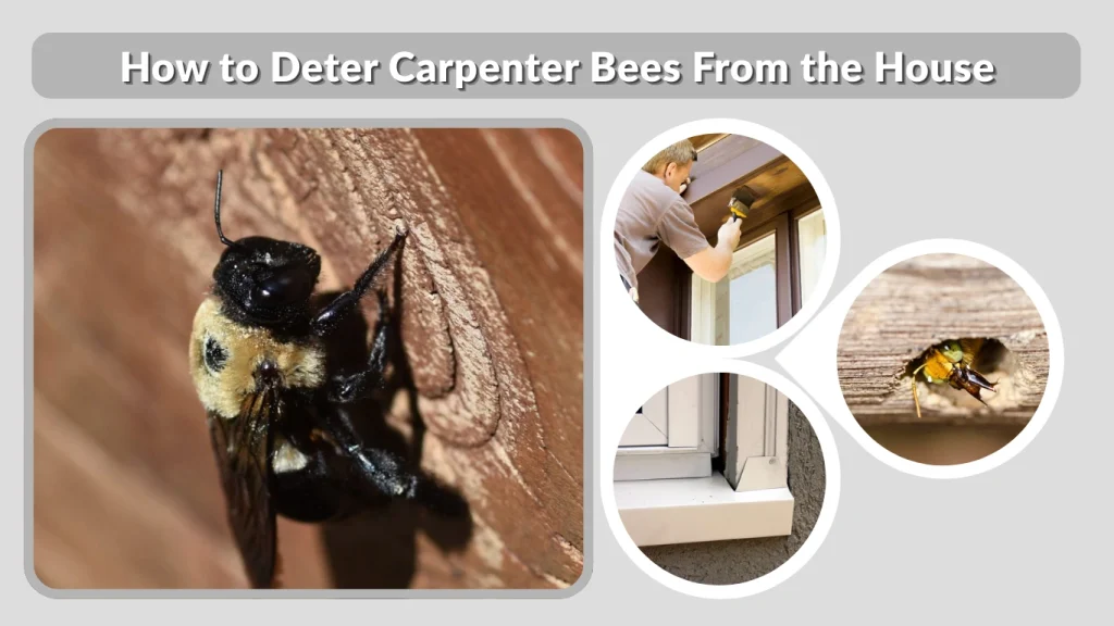 How to Deter Carpenter Bees From the House