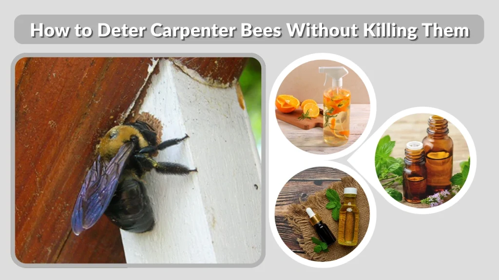 How to Deter Carpenter Bees Without Killing Them