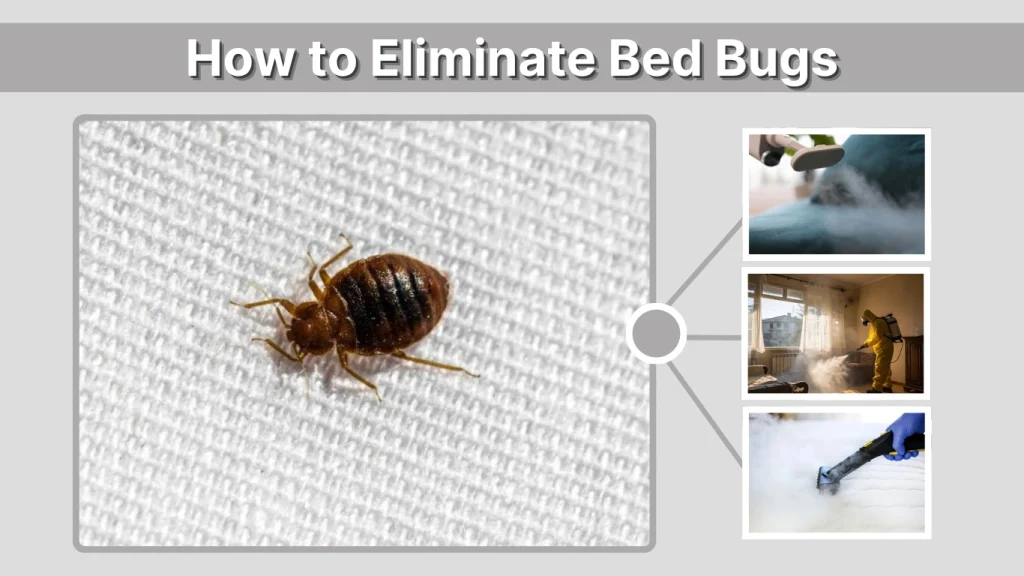How to Eliminate Bed Bugs
