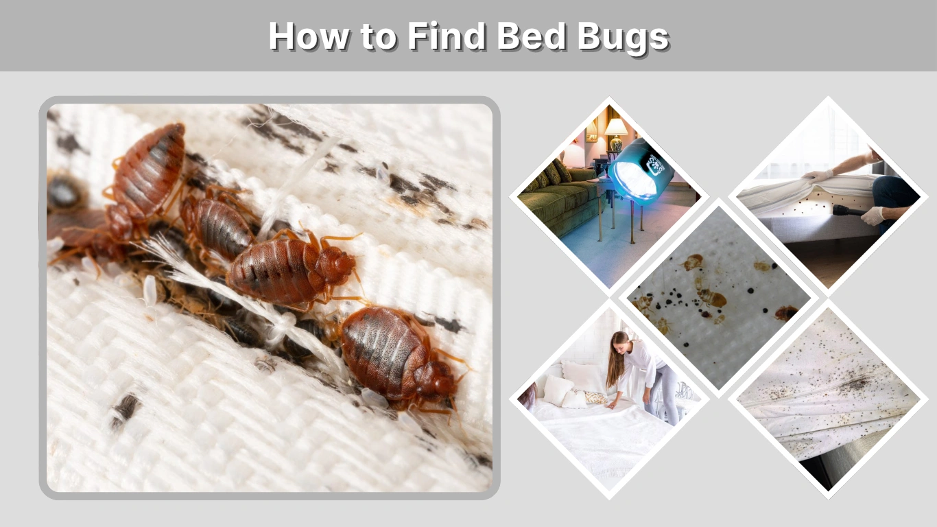 How to Find Bed Bugs Early Signs, Hiding Spots, and Inspection Tips