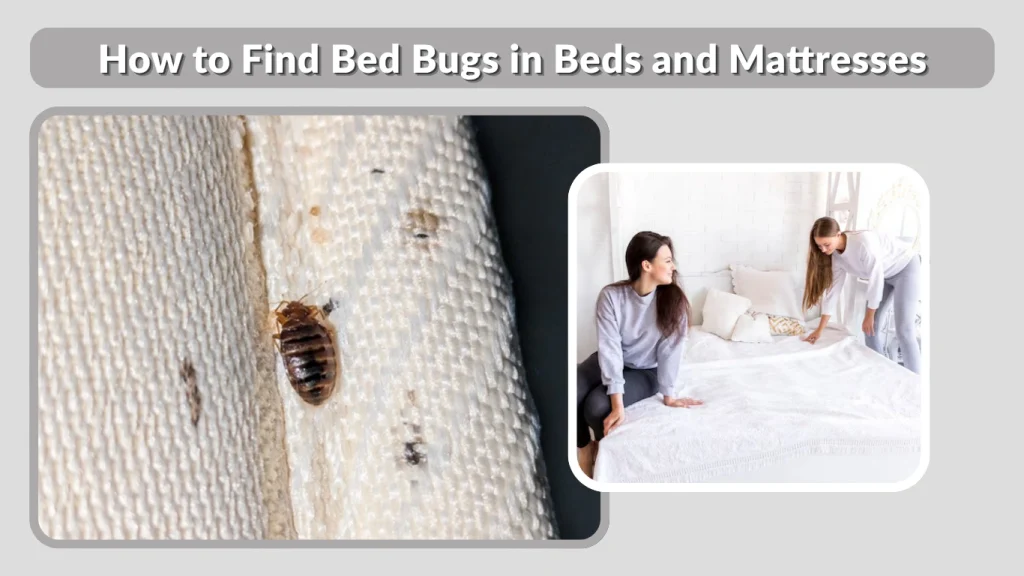 How to Find Bed Bugs in Beds and Mattresses