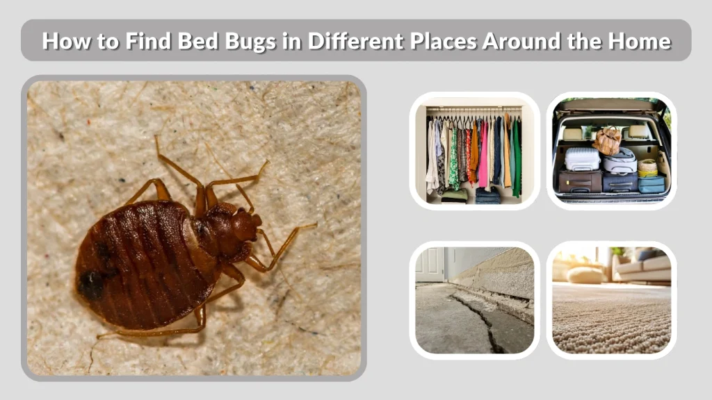 How to Find Bed Bugs in Different Places Around the Home