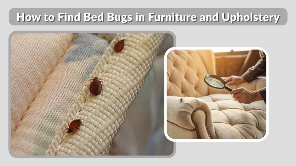 How to Find Bed Bugs in Furniture and Upholstery