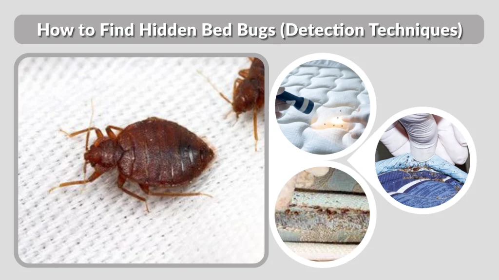 How to Find Hidden Bed Bugs (Detection Techniques)