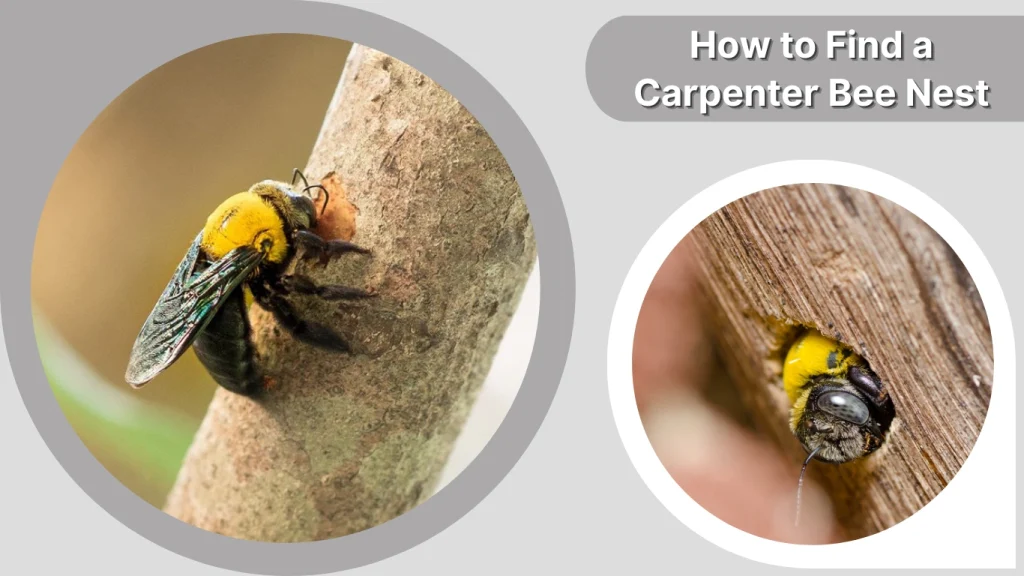How to Find a Carpenter Bee Nest