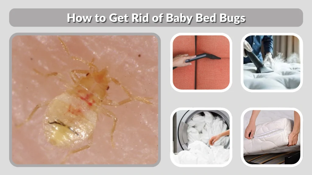 How to Get Rid of Baby Bed Bugs