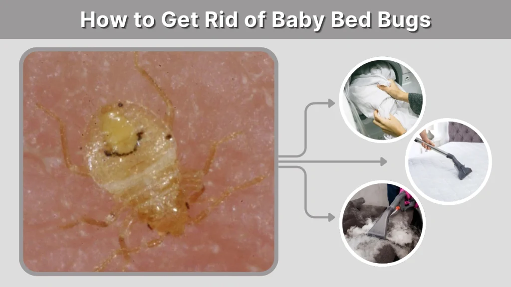 How to Get Rid of Baby Bed Bugs