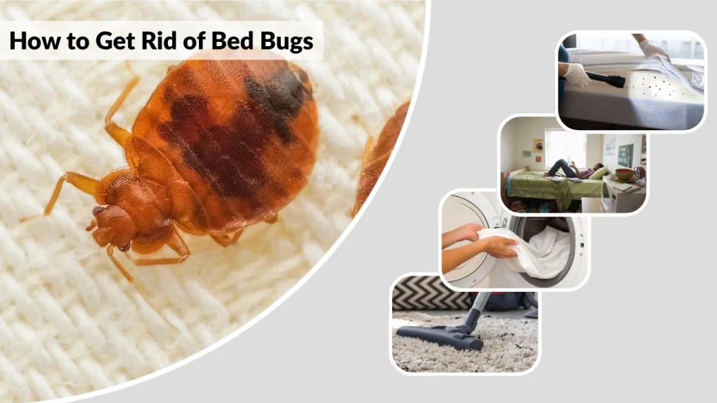 How to Get Rid of Bed Bugs