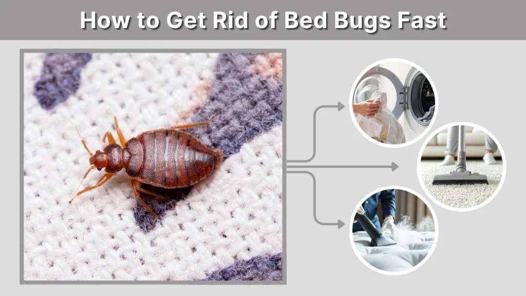 How to Get Rid of Bed Bugs Fast