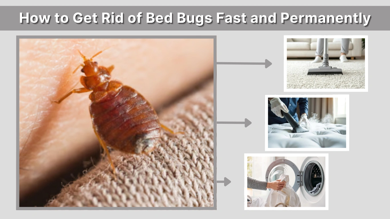 How to Get Rid of Bed Bugs Fast and Permanently
