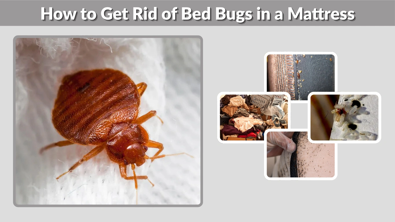 How to Get Rid of Bed Bugs in a Mattress 6 Effective Methods