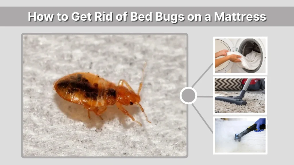 How to Get Rid of Bed Bugs on a Mattress