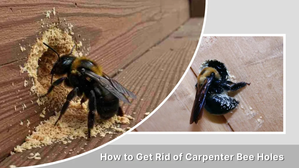 How to Get Rid of Carpenter Bee Holes
