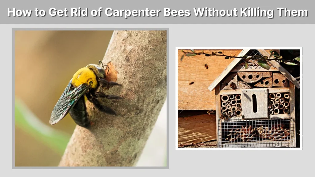 How to Get Rid of Carpenter Bees Without Killing Them