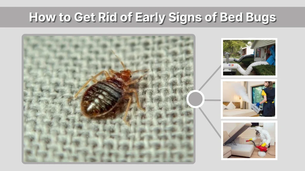 How to Get Rid of Early Signs of Bed Bugs