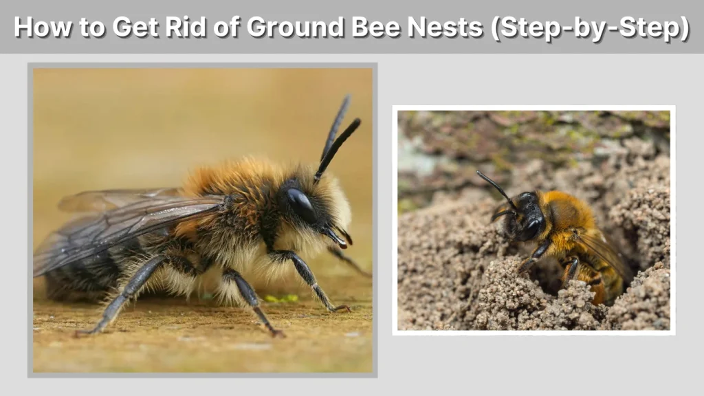 How to Get Rid of Ground Bee Nests (Step-by-Step)