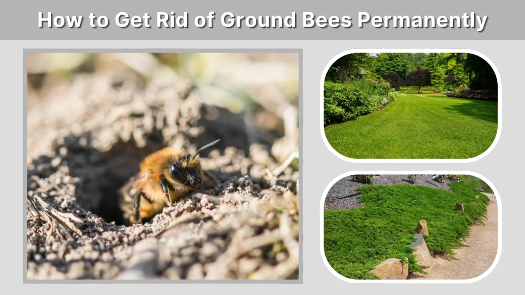 How to Get Rid of Ground Bees Permanently