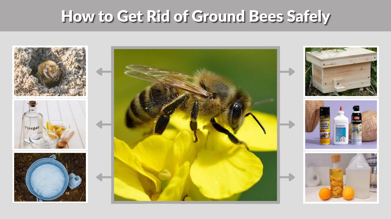 How to Get Rid of Ground Bees Safely, Fast & Naturally