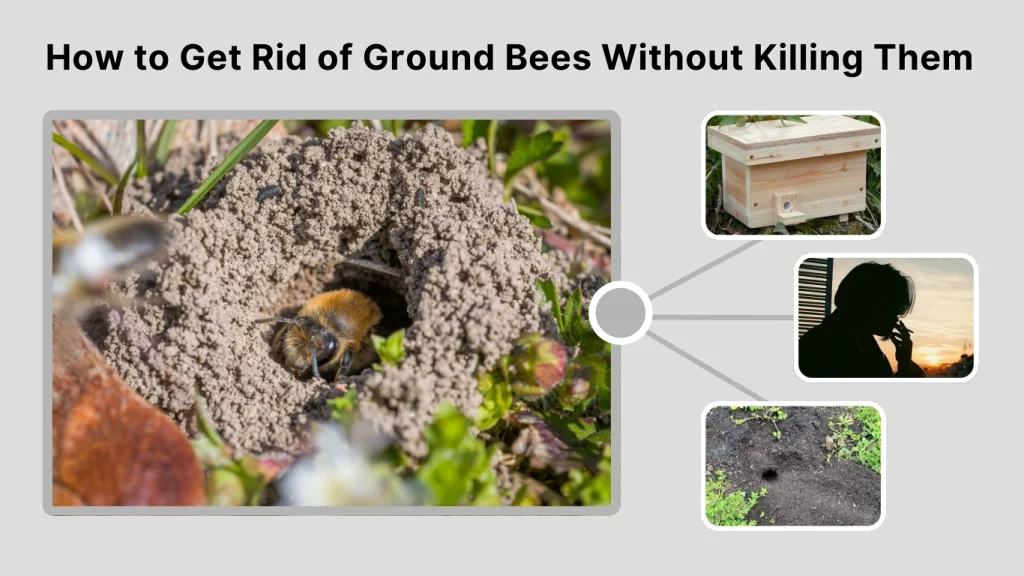 How to Get Rid of Ground Bees Without Killing Them