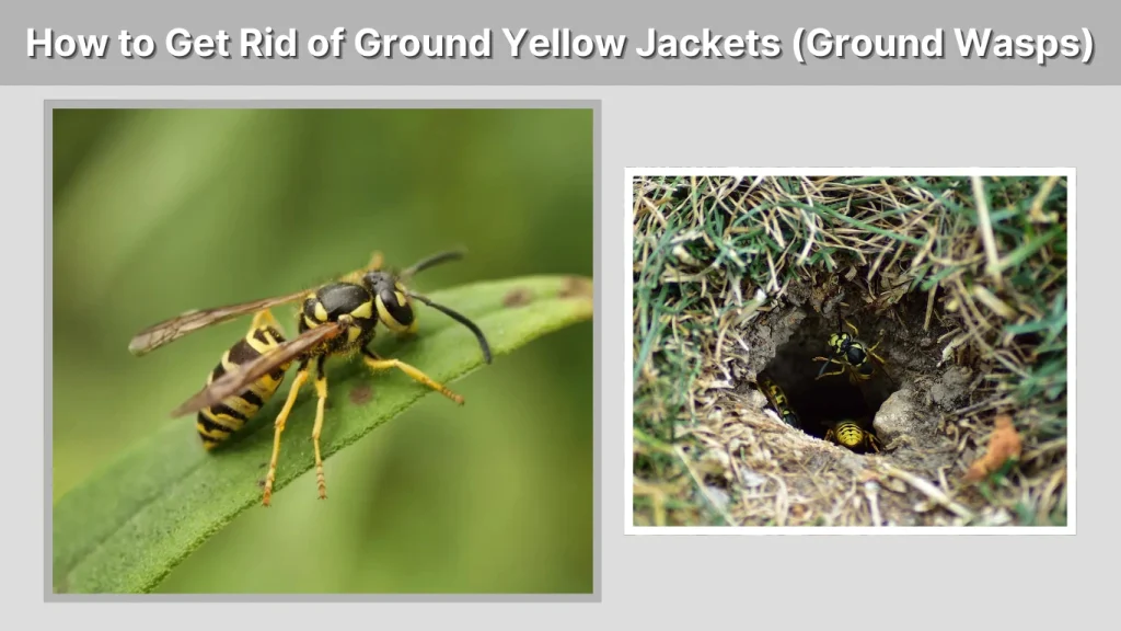 How to Get Rid of Ground Yellow Jackets (Ground Wasps)