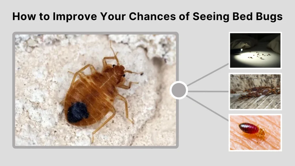 How to Improve Your Chances of Seeing Bed Bugs