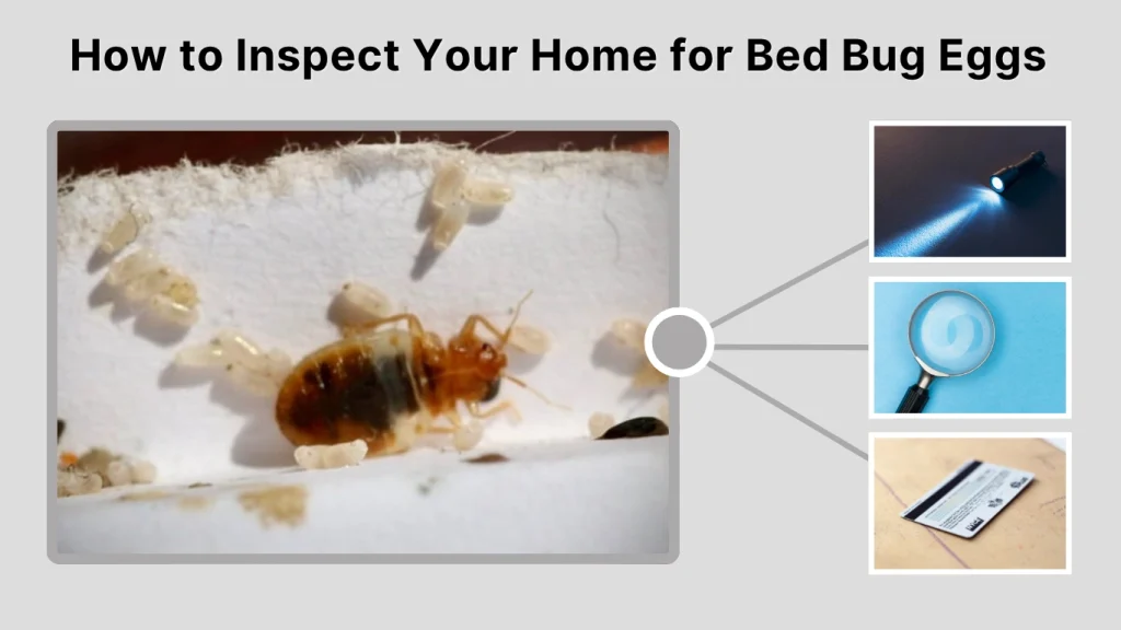 How to Inspect Your Home for Bed Bug Eggs