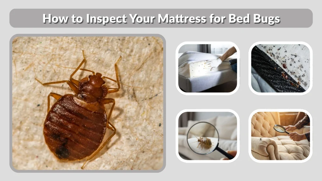 How to Inspect Your Mattress for Bed Bugs