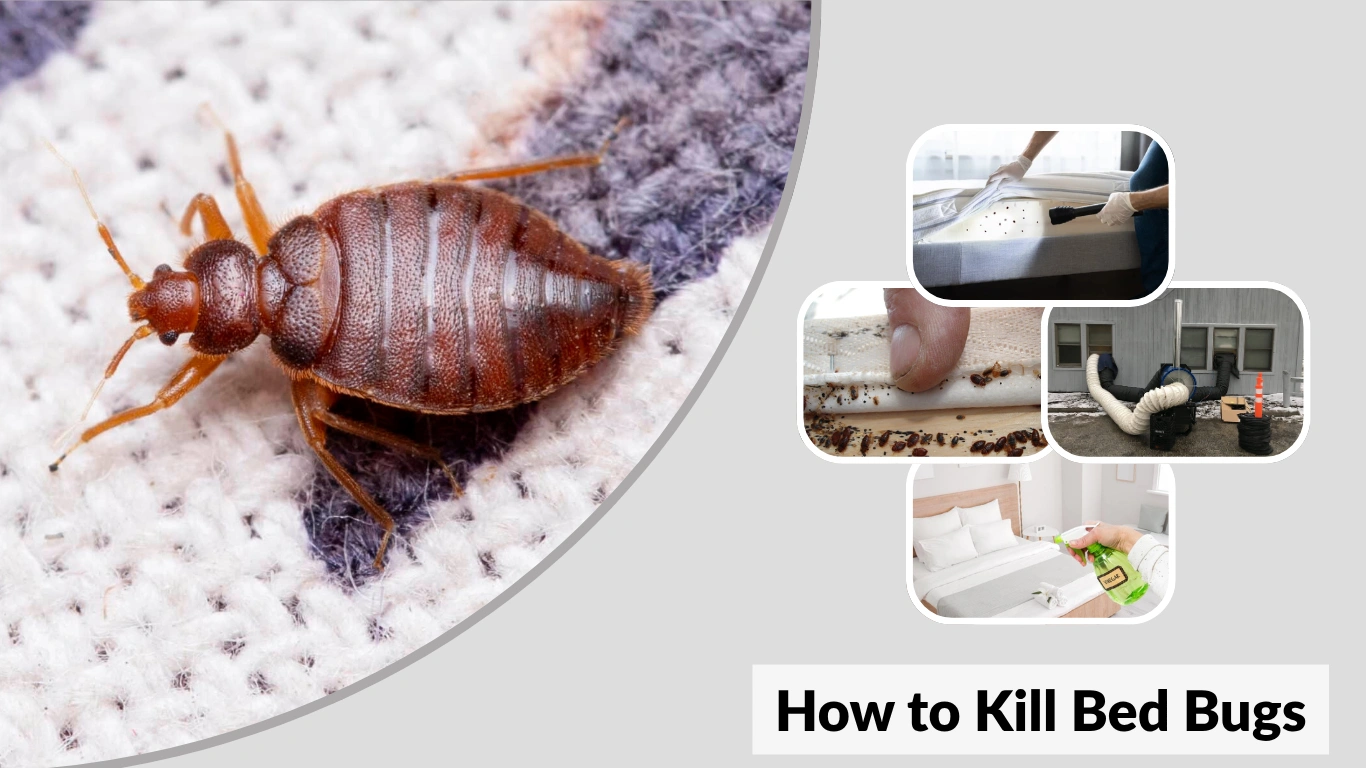 How to Kill Bed Bugs Heat, Cold, Natural, and Chemical Methods