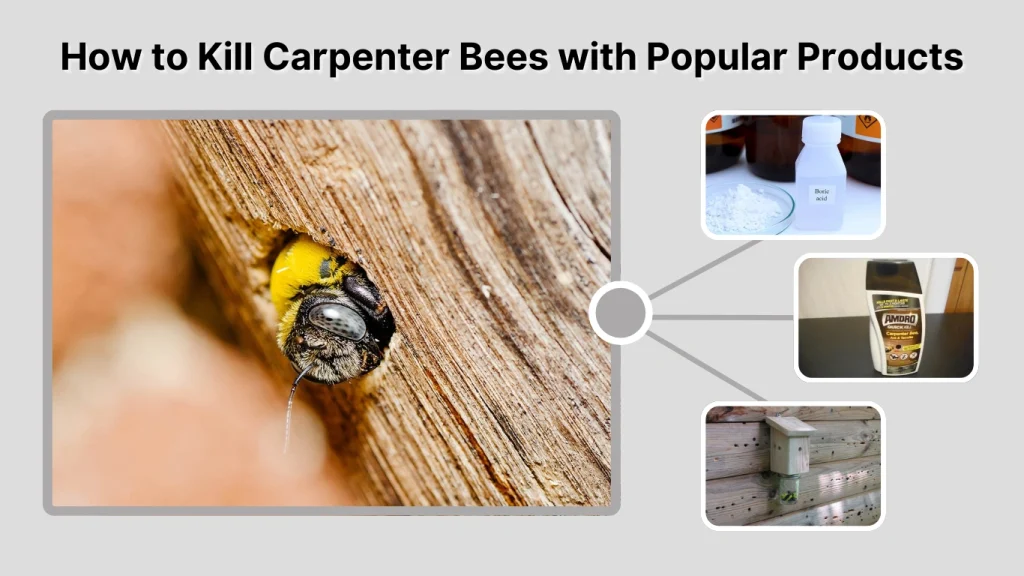 How to Kill Carpenter Bees with Popular Products