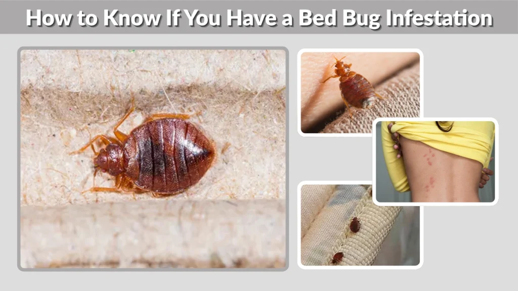 How to Know If You Have a Bed Bug Infestation