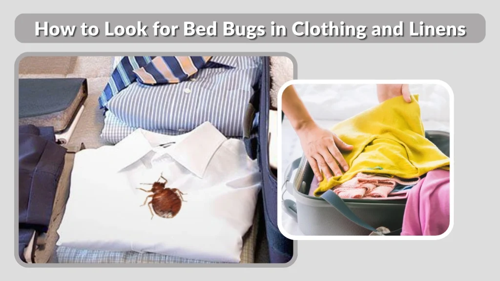 How to Look for Bed Bugs in Clothing and Linens