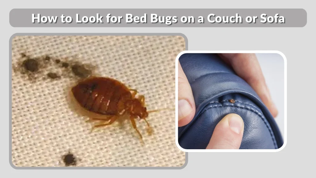 How to Look for Bed Bugs on a Couch or Sofa