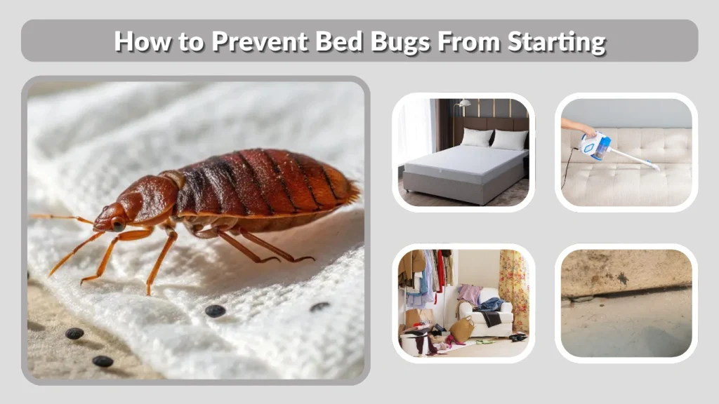 How to Prevent Bed Bugs From Starting