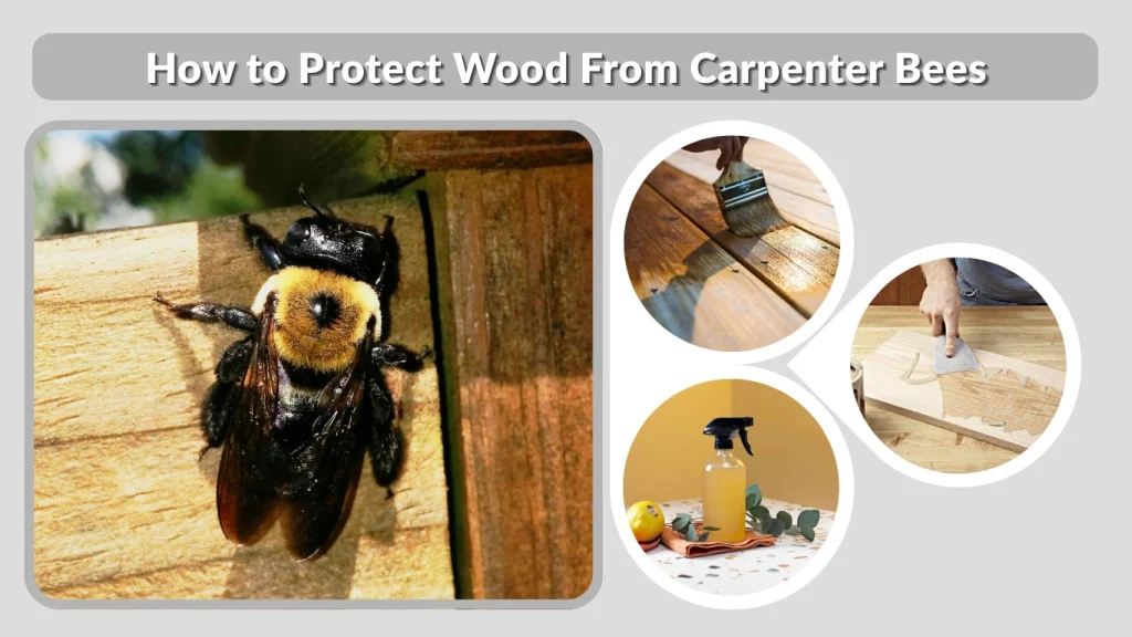 How to Protect Wood From Carpenter Bees