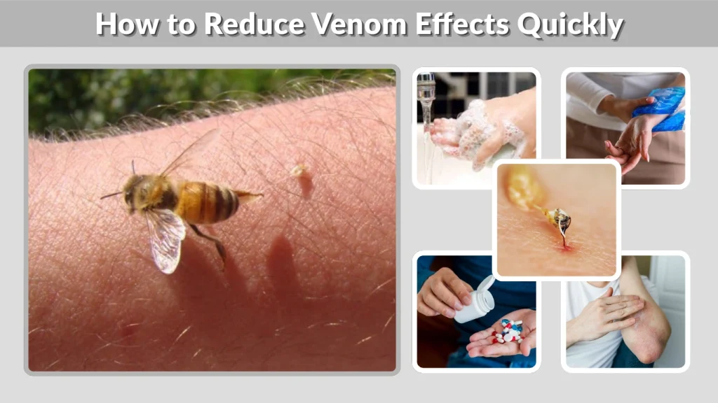 How to Reduce Venom Effects Quickly