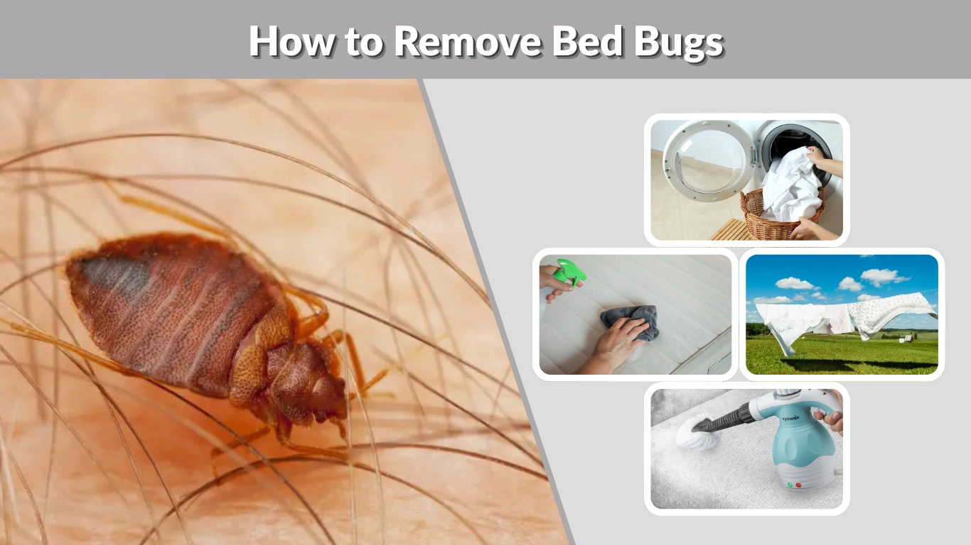 How to Remove Bed Bugs Step-by-Step Guide