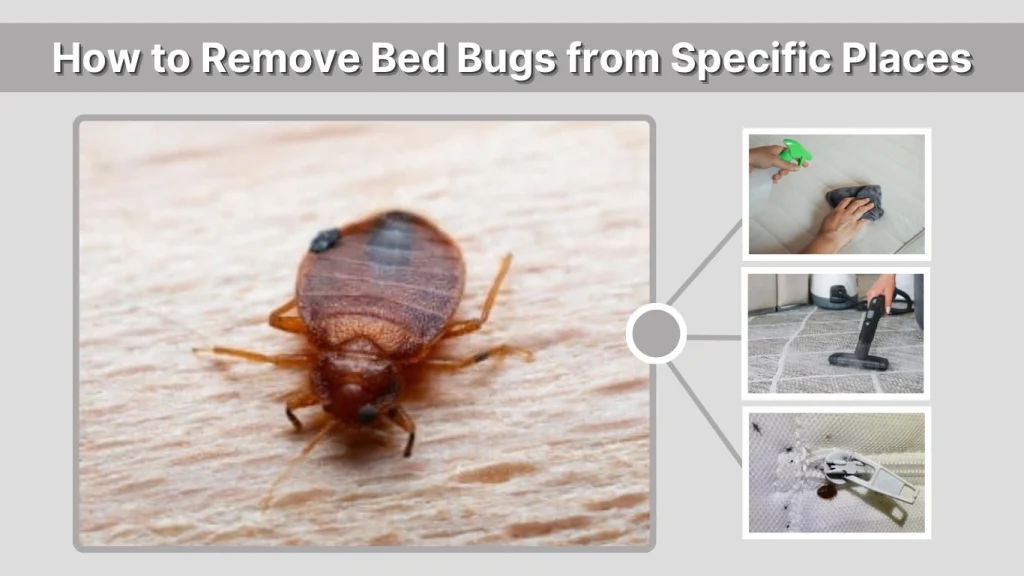 How to Remove Bed Bugs from Specific Places