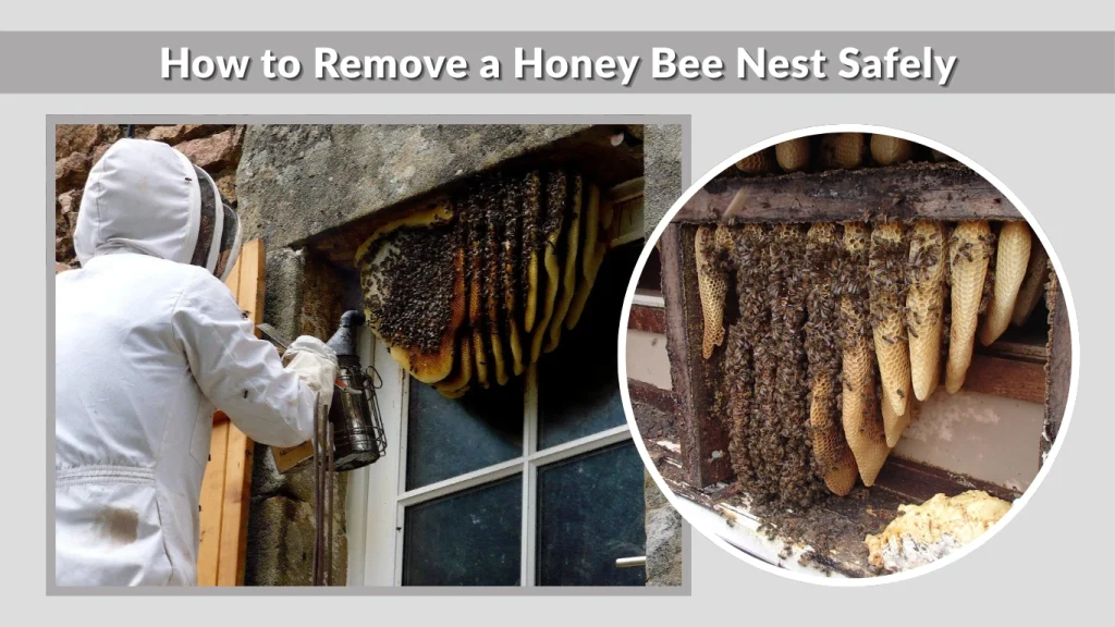 How to Remove a Honey Bee Nest Safely