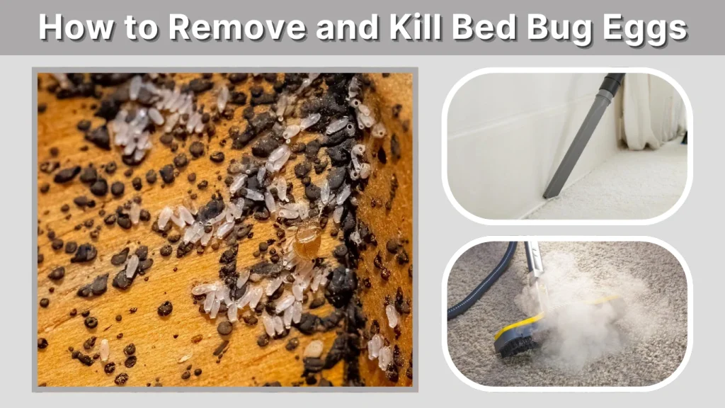 How to Remove and Kill Bed Bug Eggs
