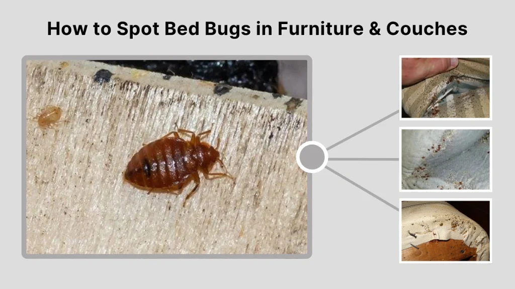 How to Spot Bed Bugs in Furniture & Couches