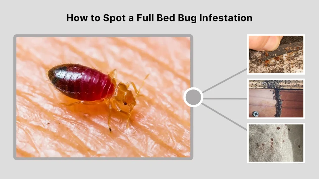 How to Spot a Full Bed Bug Infestation