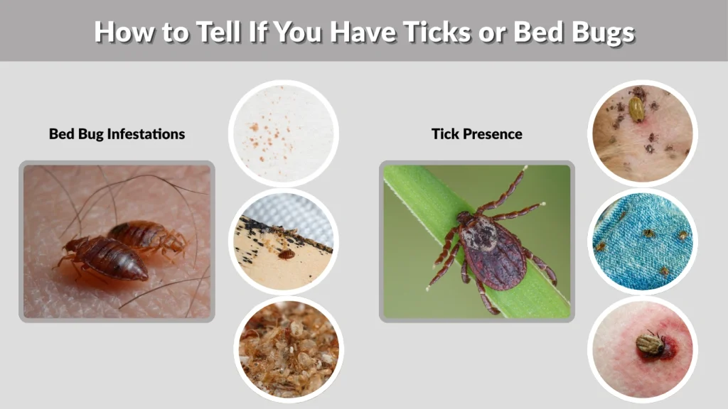 How to Tell If You Have Ticks or Bed Bugs