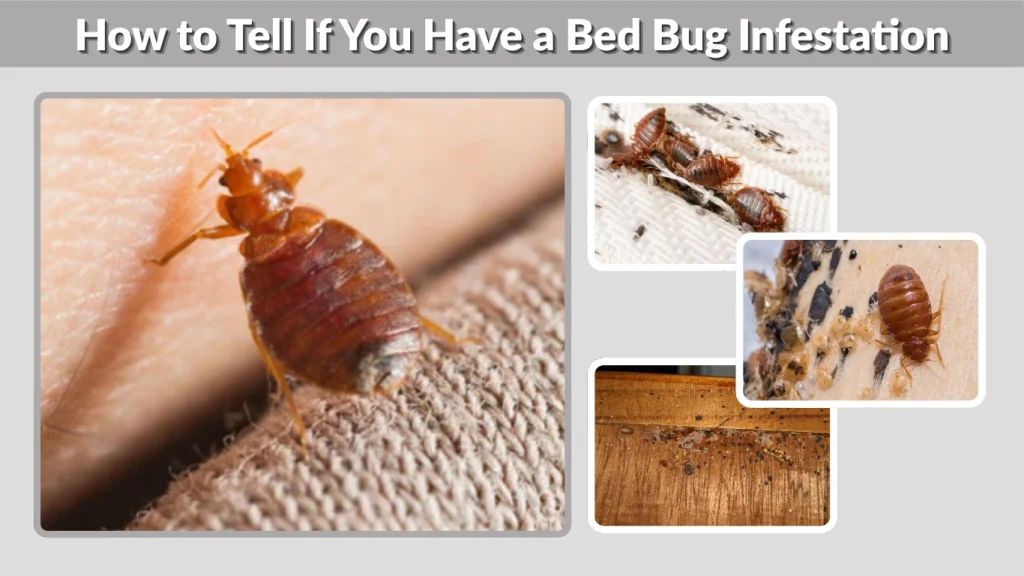 How to Tell If You Have a Bed Bug Infestation