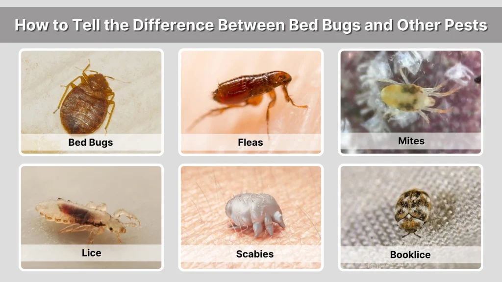 How to Tell the Difference Between Bed Bugs and Other Pests