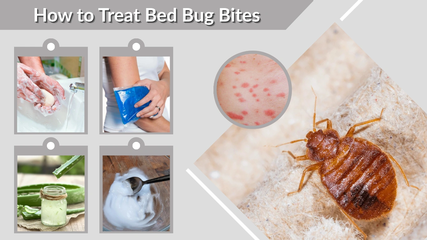 How to Treat Bed Bug Bites A Complete Guide