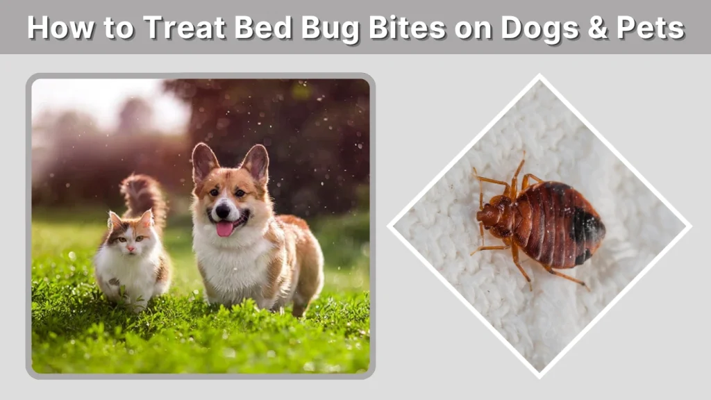 How to Treat Bed Bug Bites on Dogs & Pets
